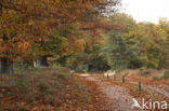 Red Oak (Quercus rubra)