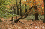 Amerikaanse eik (Quercus rubra)
