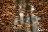 Red Oak (Quercus rubra)