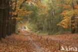 Red Oak (Quercus rubra)