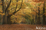 Red Oak (Quercus rubra)