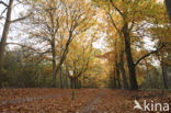 Red Oak (Quercus rubra)