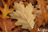 Amerikaanse eik (Quercus rubra)