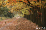 Red Oak (Quercus rubra)