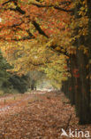 Red Oak (Quercus rubra)