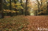 Red Oak (Quercus rubra)