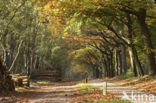 Red Oak (Quercus rubra)