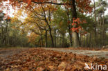 Red Oak (Quercus rubra)