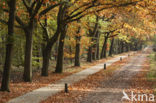 Red Oak (Quercus rubra)