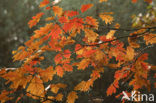 Red Oak (Quercus rubra)