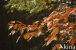 Amerikaanse eik (Quercus rubra)