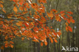 Amerikaanse eik (Quercus rubra)