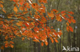 Red Oak (Quercus rubra)