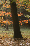 Red Oak (Quercus rubra)