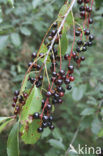 Amerikaanse vogelkers (Prunus serotina)