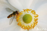 Anemonee (Anemone )