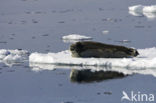 Bearded Seal (Erignathus barbatus)