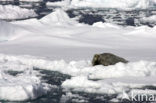 Bearded Seal (Erignathus barbatus)