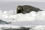 Bearded Seal (Erignathus barbatus)