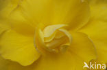 Begonia spec.