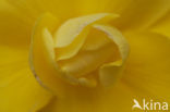 Begonia spec.