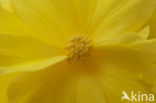 Begonia spec.