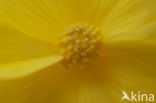 Begonia spec.