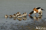 Shelduck (Tadorna tadorna)