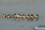 Shelduck (Tadorna tadorna)