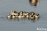 Shelduck (Tadorna tadorna)