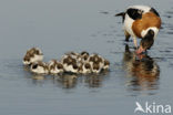 Shelduck (Tadorna tadorna)