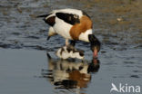 Shelduck (Tadorna tadorna)