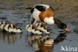 Shelduck (Tadorna tadorna)