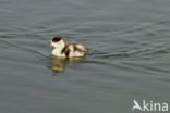 Shelduck (Tadorna tadorna)