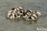 Shelduck (Tadorna tadorna)