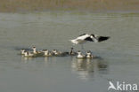 Shelduck (Tadorna tadorna)