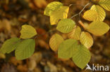 Beuk (Fagus sylvatica)