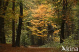 Beuk (Fagus sylvatica)