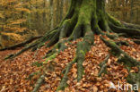 Beech (Fagus sylvatica)