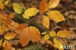 Beuk (Fagus sylvatica)