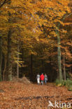 Beuk (Fagus sylvatica)