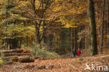 Beuk (Fagus sylvatica)