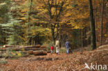 Beuk (Fagus sylvatica)