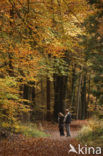 Beuk (Fagus sylvatica)