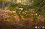 Beuk (Fagus sylvatica)