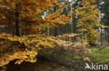 Beuk (Fagus sylvatica)