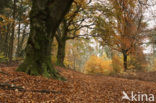 Beuk (Fagus sylvatica)