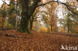 Beuk (Fagus sylvatica)