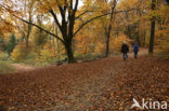 Beuk (Fagus sylvatica)