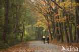 Beech (Fagus sylvatica)